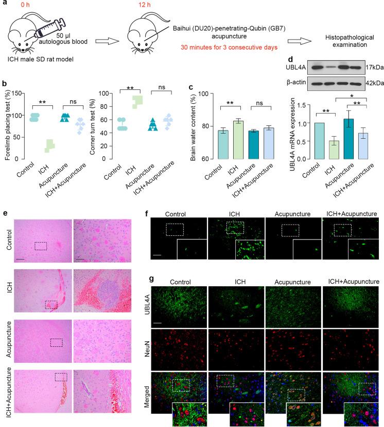 https://cdn.ncbi.nlm.nih.gov/pmc/blobs/1c4d/11534490/70f22e1e4ef1/expanim-73-421-g001.jpg