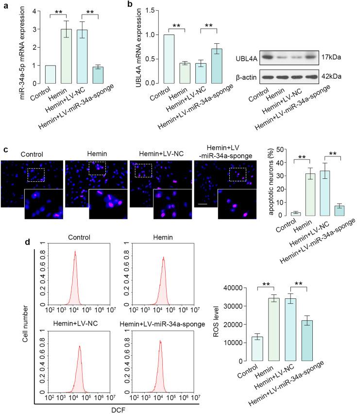 https://cdn.ncbi.nlm.nih.gov/pmc/blobs/1c4d/11534490/c7845dad9ca4/expanim-73-421-g004.jpg