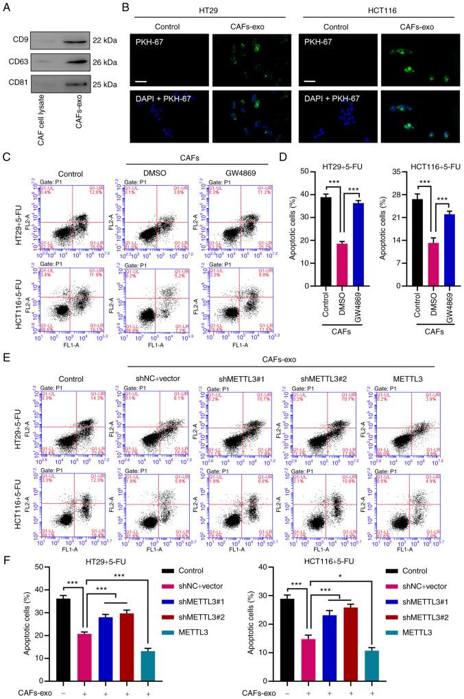 https://cdn.ncbi.nlm.nih.gov/pmc/blobs/1c4f/8759347/3928da30e90a/IJO-60-02-05304-g02.jpg