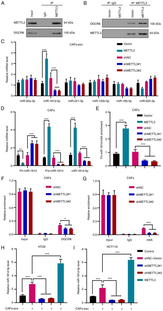 https://cdn.ncbi.nlm.nih.gov/pmc/blobs/1c4f/8759347/43ffa4dcab9e/IJO-60-02-05304-g03.jpg