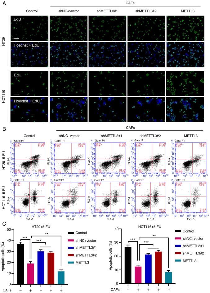 https://cdn.ncbi.nlm.nih.gov/pmc/blobs/1c4f/8759347/cf0578f87323/IJO-60-02-05304-g01.jpg