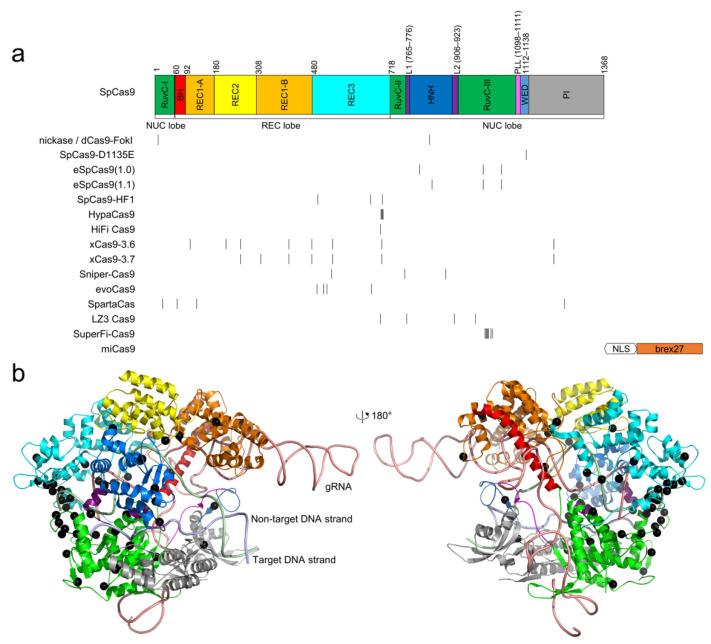 https://cdn.ncbi.nlm.nih.gov/pmc/blobs/1c56/9319960/fe80d59f254e/cells-11-02186-g001.jpg
