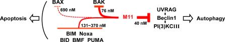 https://cdn.ncbi.nlm.nih.gov/pmc/blobs/1c58/2323647/fac600b1a943/ppat.0040025.g007.jpg