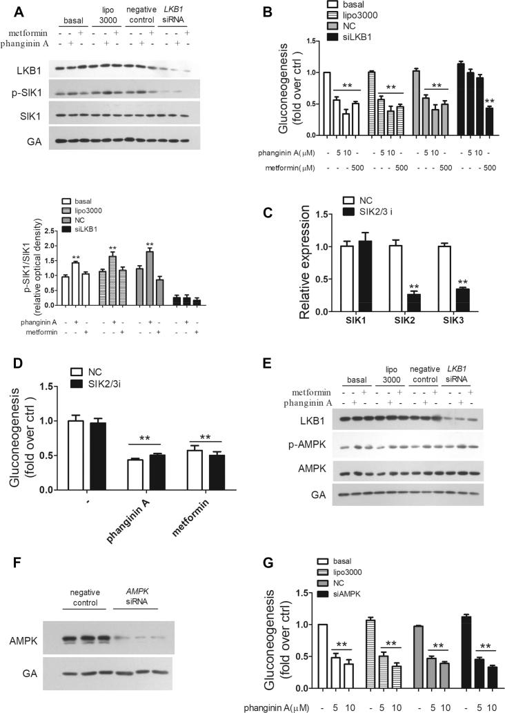 https://cdn.ncbi.nlm.nih.gov/pmc/blobs/1c58/7381706/ad437a01ba03/gr5.jpg