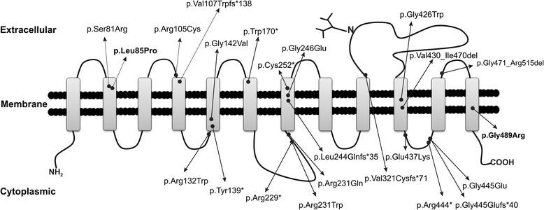 https://cdn.ncbi.nlm.nih.gov/pmc/blobs/1c63/4412100/4c91e2b42672/12881_2014_122_Fig4_HTML.jpg