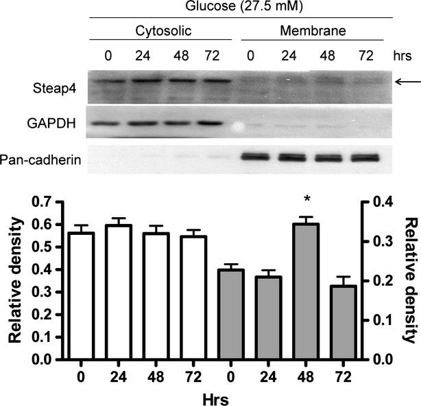 https://cdn.ncbi.nlm.nih.gov/pmc/blobs/1c64/4459839/71a6b59bdfc3/jcmm0019-1234-f2.jpg