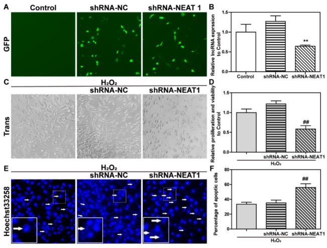 https://cdn.ncbi.nlm.nih.gov/pmc/blobs/1c65/9657978/b0697417c14d/ijms-23-12891-g004.jpg