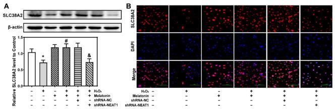 https://cdn.ncbi.nlm.nih.gov/pmc/blobs/1c65/9657978/c74e3b51082d/ijms-23-12891-g007.jpg