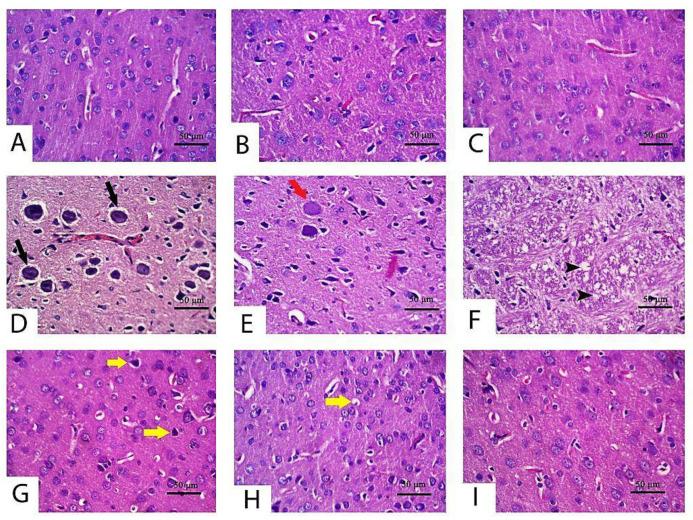 https://cdn.ncbi.nlm.nih.gov/pmc/blobs/1c67/8468258/76fc51fbcd82/pharmaceuticals-14-00940-g003.jpg