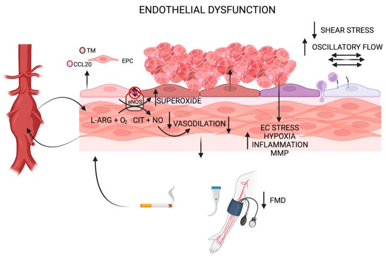 https://cdn.ncbi.nlm.nih.gov/pmc/blobs/1c67/9030795/91aabdda1ee1/biomolecules-12-00509-g001.jpg