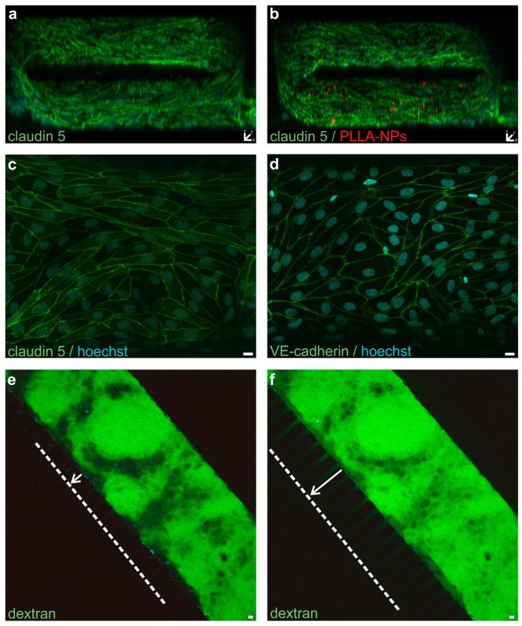https://cdn.ncbi.nlm.nih.gov/pmc/blobs/1c68/7915594/322a0f4ccf91/ijms-22-01657-g008.jpg