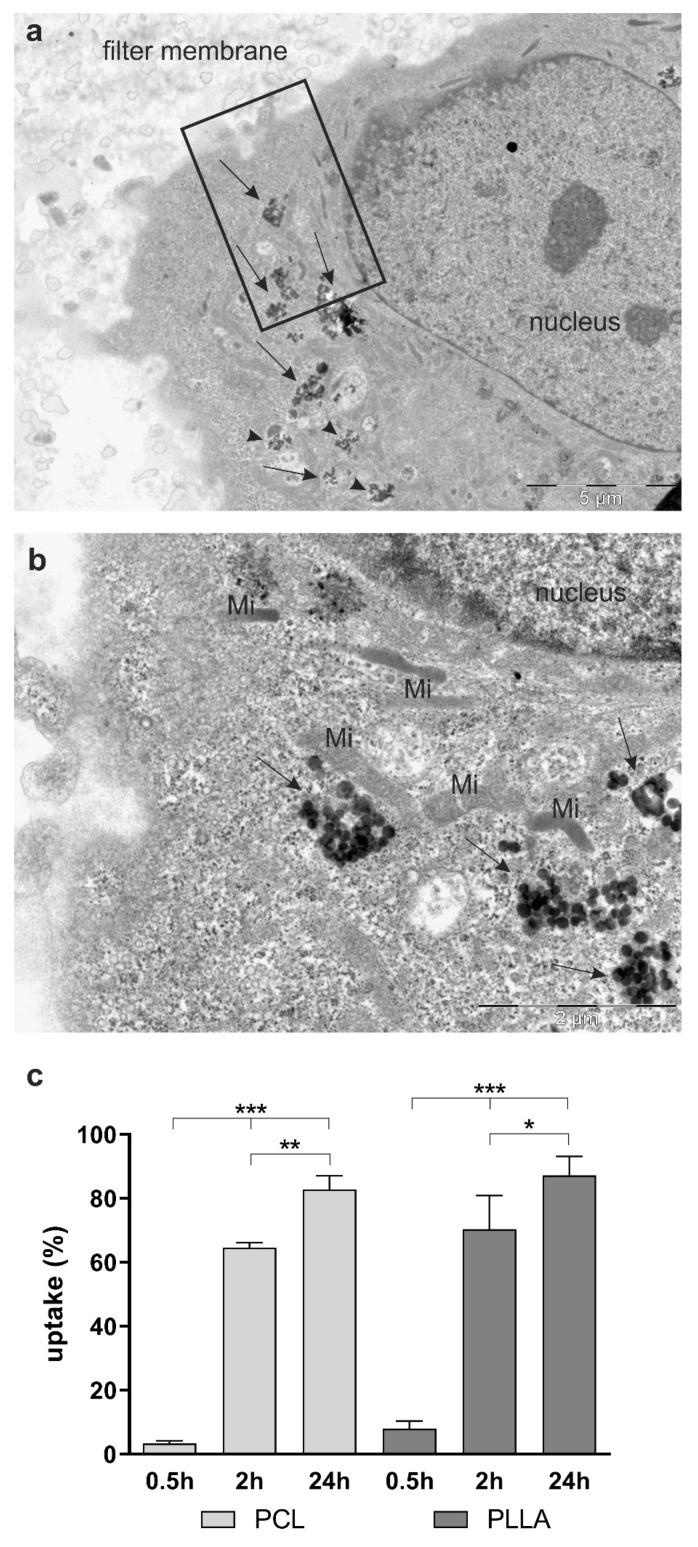 https://cdn.ncbi.nlm.nih.gov/pmc/blobs/1c68/7915594/fba1f9074f85/ijms-22-01657-g003.jpg