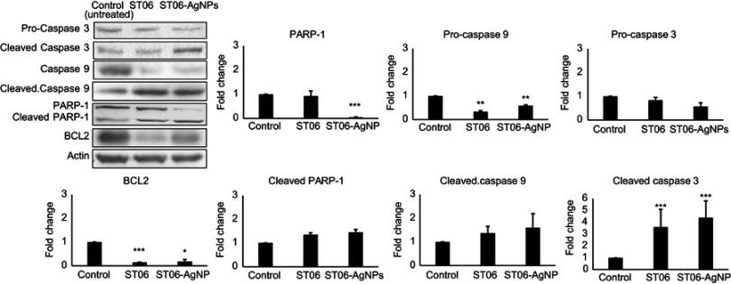 https://cdn.ncbi.nlm.nih.gov/pmc/blobs/1c6f/6646051/bc3747d07799/IJN-14-5257-g0006.jpg