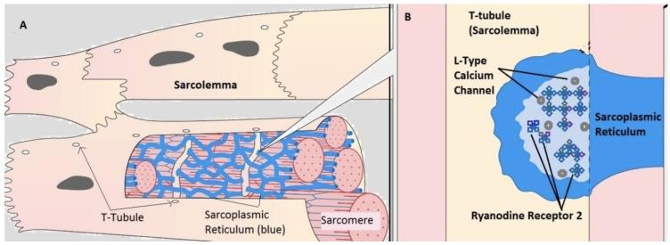 https://cdn.ncbi.nlm.nih.gov/pmc/blobs/1c74/9855640/aeda417ea150/biomolecules-13-00072-g001.jpg