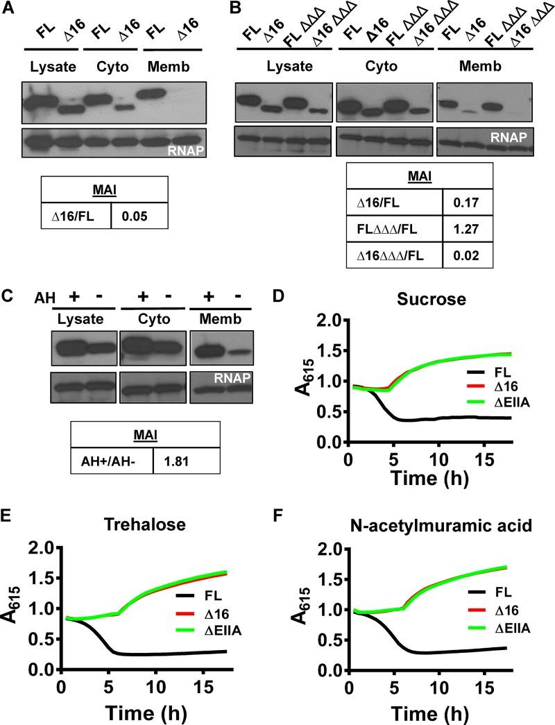 https://cdn.ncbi.nlm.nih.gov/pmc/blobs/1c77/6123446/755f667496bc/mbo0041840390001.jpg