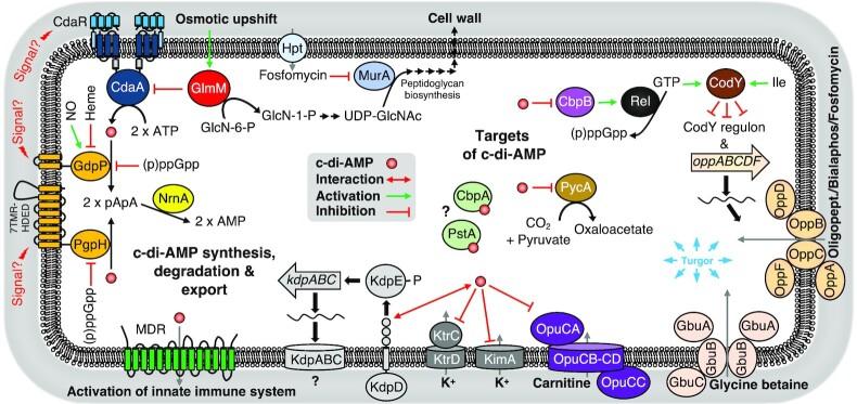 https://cdn.ncbi.nlm.nih.gov/pmc/blobs/1c7c/10117814/63e2fa395f9e/uqad005fig1.jpg