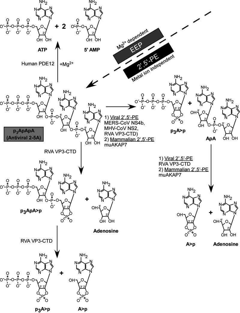 https://cdn.ncbi.nlm.nih.gov/pmc/blobs/1c7c/8406329/0c07da218a19/mbio.01781-21-f007.jpg