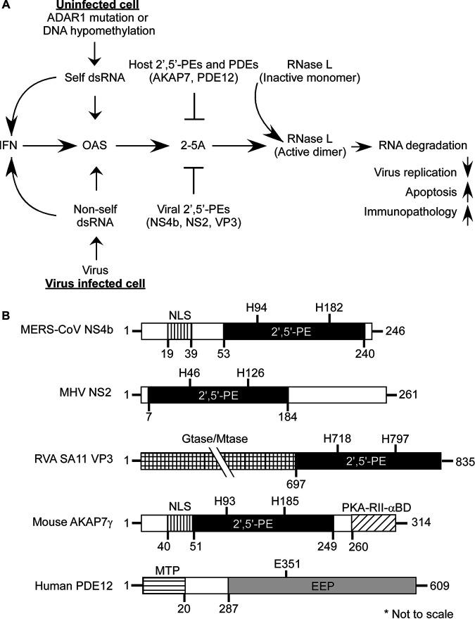 https://cdn.ncbi.nlm.nih.gov/pmc/blobs/1c7c/8406329/284d25fc24cd/mbio.01781-21-f001.jpg