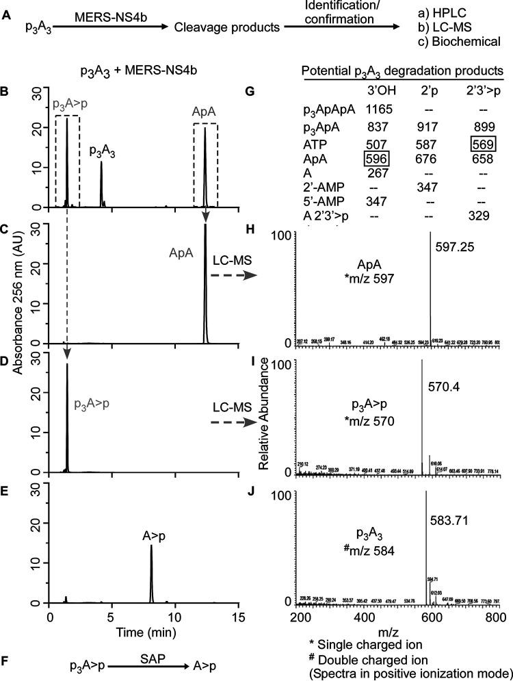 https://cdn.ncbi.nlm.nih.gov/pmc/blobs/1c7c/8406329/e3b4d1f31657/mbio.01781-21-f005.jpg