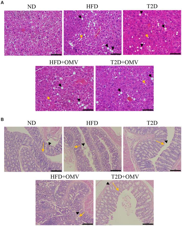 https://cdn.ncbi.nlm.nih.gov/pmc/blobs/1c7f/10465304/0ffc7a7e9594/fmicb-14-1219763-g004.jpg