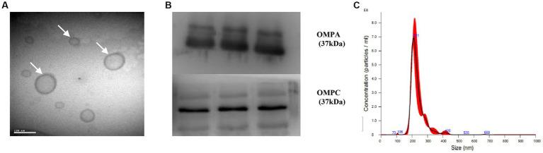 https://cdn.ncbi.nlm.nih.gov/pmc/blobs/1c7f/10465304/6e0574675bc7/fmicb-14-1219763-g002.jpg