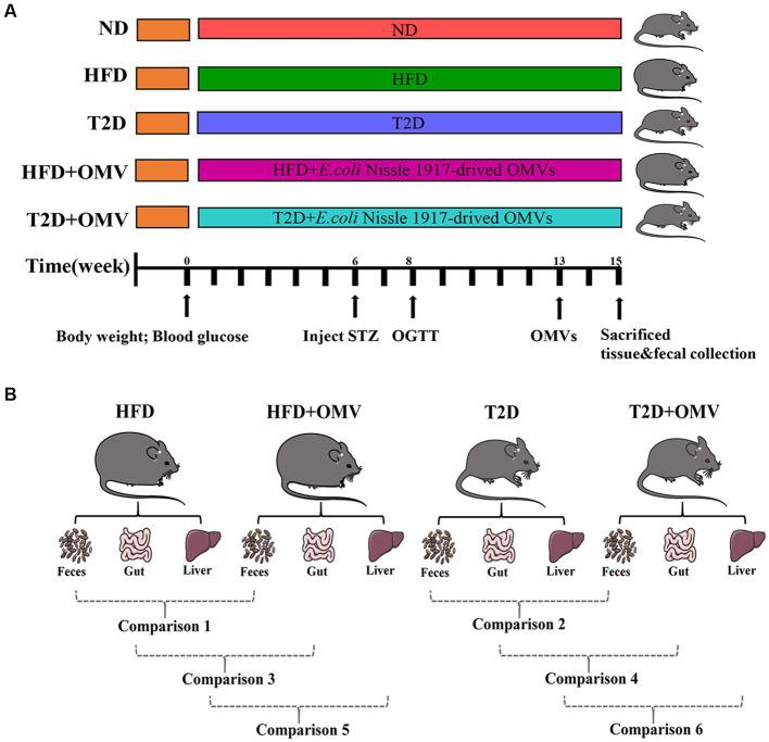 https://cdn.ncbi.nlm.nih.gov/pmc/blobs/1c7f/10465304/7f28bce9bda8/fmicb-14-1219763-g001.jpg