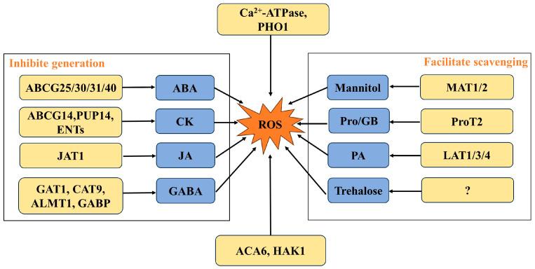 https://cdn.ncbi.nlm.nih.gov/pmc/blobs/1c82/10886204/6b60e663a546/antioxidants-13-00221-g002.jpg