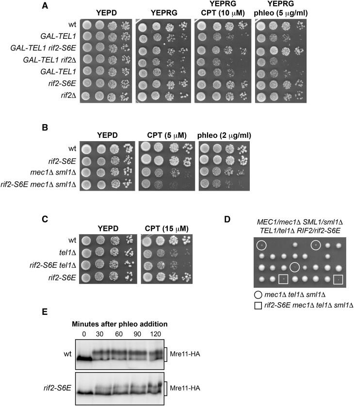 https://cdn.ncbi.nlm.nih.gov/pmc/blobs/1c86/10954470/cfd99321720a/gkad1246fig4.jpg