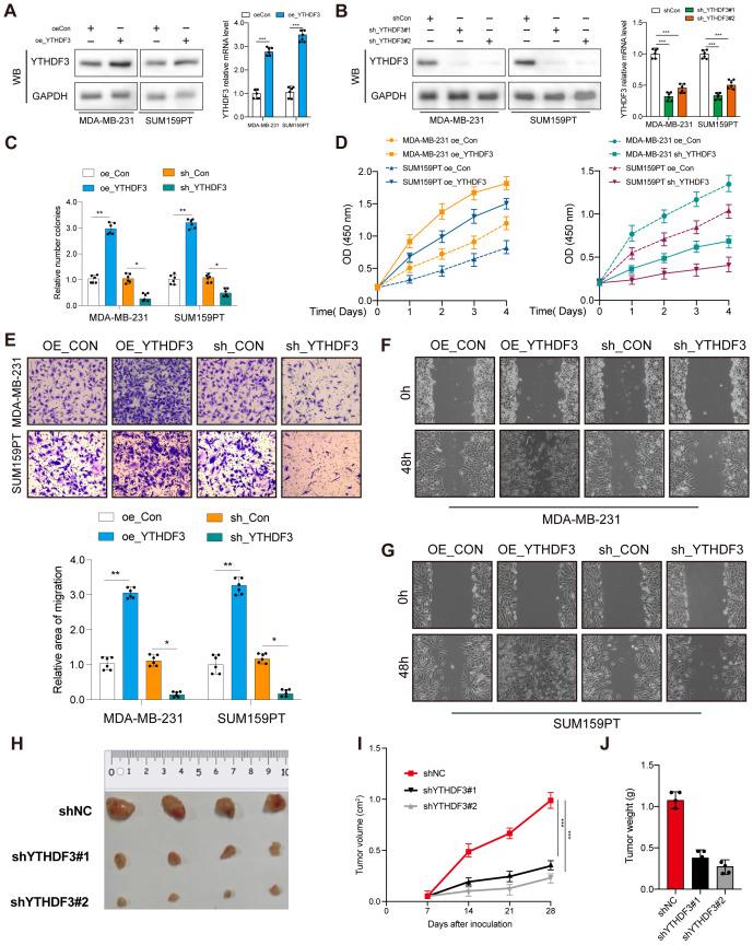 https://cdn.ncbi.nlm.nih.gov/pmc/blobs/1c87/12095154/54527d23303b/fonc-15-1546723-g002.jpg
