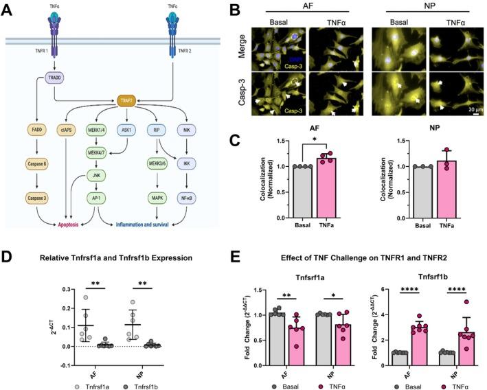https://cdn.ncbi.nlm.nih.gov/pmc/blobs/1c89/12086812/9c4c36828b04/JSP2-8-e70070-g004.jpg