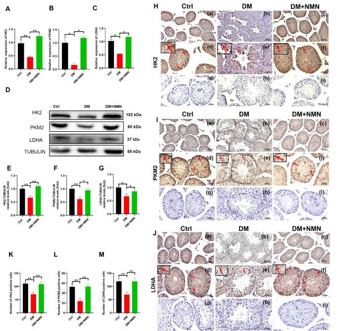 https://cdn.ncbi.nlm.nih.gov/pmc/blobs/1c8d/9828322/f9331e26b8db/abbs-2021-646-t6.jpg