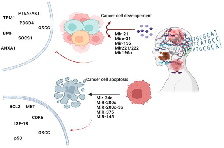 https://cdn.ncbi.nlm.nih.gov/pmc/blobs/1c91/11544984/a705d3897b73/cancers-16-03716-g002.jpg