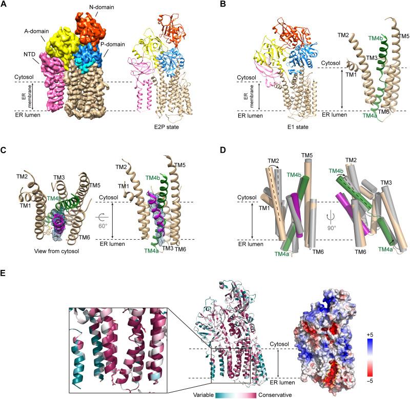 https://cdn.ncbi.nlm.nih.gov/pmc/blobs/1c94/12154189/815957dabff5/sciadv.adt1346-f3.jpg