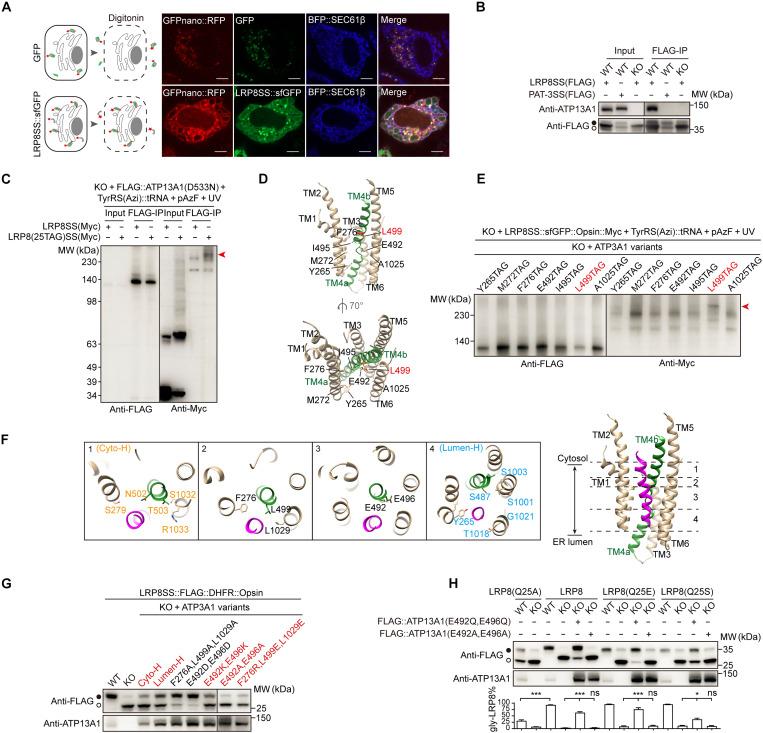 https://cdn.ncbi.nlm.nih.gov/pmc/blobs/1c94/12154189/dd6f9f9624c0/sciadv.adt1346-f4.jpg