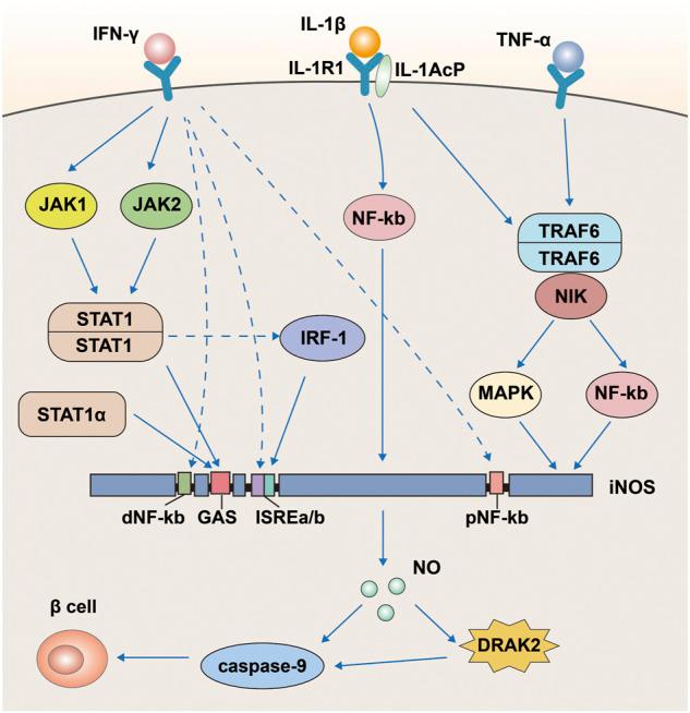https://cdn.ncbi.nlm.nih.gov/pmc/blobs/1c94/9649744/5716388c04df/fphar-13-1014508-g005.jpg