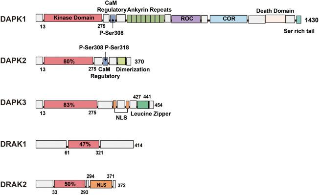 https://cdn.ncbi.nlm.nih.gov/pmc/blobs/1c94/9649744/7dabaa6caa55/fphar-13-1014508-g001.jpg