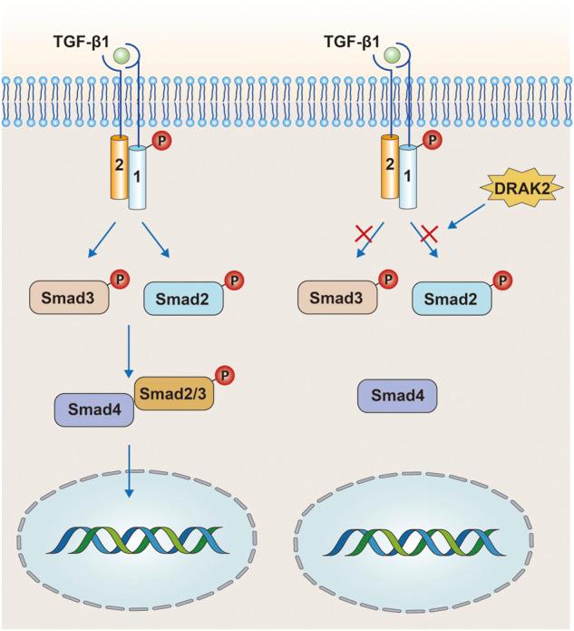 https://cdn.ncbi.nlm.nih.gov/pmc/blobs/1c94/9649744/98e21032a79b/fphar-13-1014508-g004.jpg