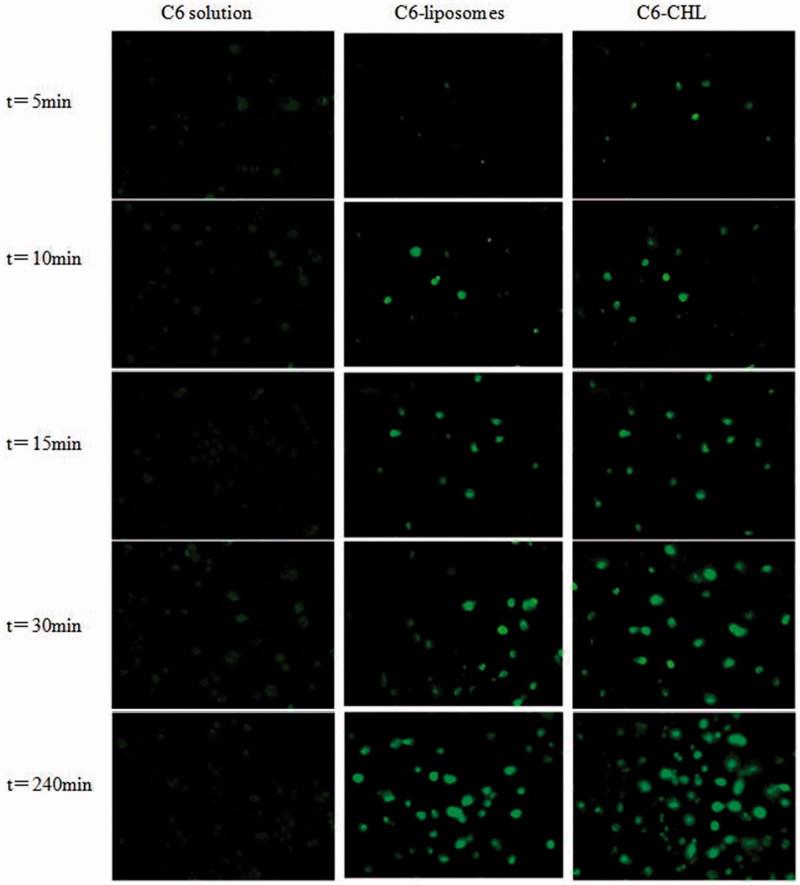 https://cdn.ncbi.nlm.nih.gov/pmc/blobs/1c98/6407580/8d7c00e02a60/IDRD_A_1571122_F0006_C.jpg