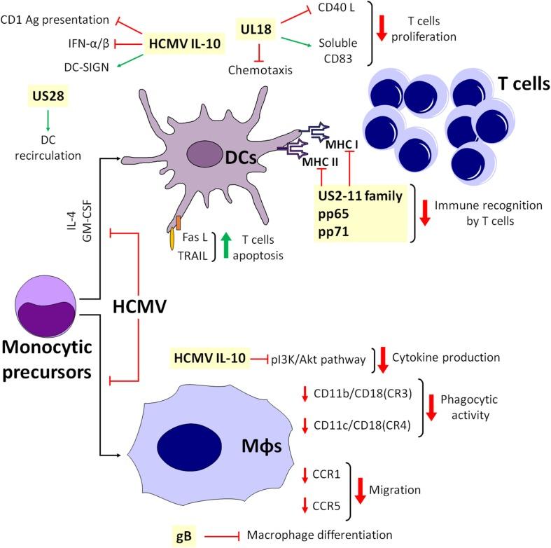 https://cdn.ncbi.nlm.nih.gov/pmc/blobs/1c9c/7174589/250e28e35700/fmicb-11-00661-g003.jpg