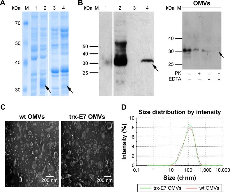 https://cdn.ncbi.nlm.nih.gov/pmc/blobs/1c9f/5602458/0fe7014b4e83/ijn-12-6813Fig1.jpg
