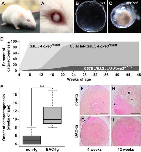 https://cdn.ncbi.nlm.nih.gov/pmc/blobs/1ca0/6842810/9435298bbf33/expanim-68-397-g002.jpg
