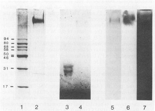 https://cdn.ncbi.nlm.nih.gov/pmc/blobs/1ca2/202196/ba28c98ecf39/aem00032-0184-a.jpg