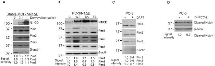 https://cdn.ncbi.nlm.nih.gov/pmc/blobs/1ca3/5190019/7ea69424bd72/oncotarget-07-43220-g006.jpg