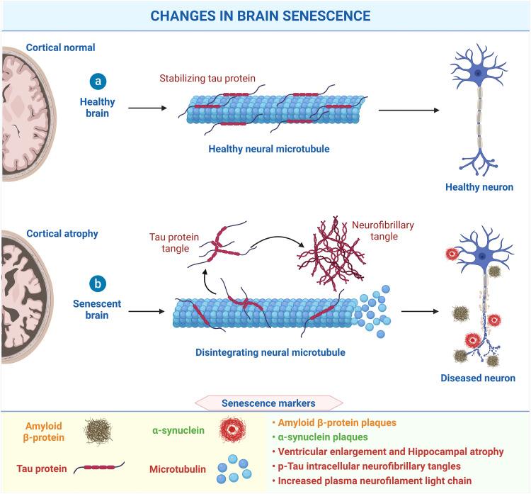 https://cdn.ncbi.nlm.nih.gov/pmc/blobs/1cad/11997494/563c90e1282f/gr3.jpg