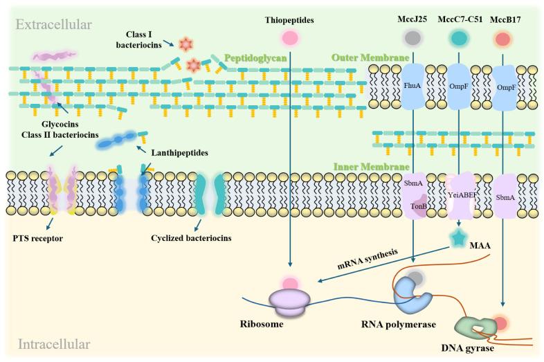 https://cdn.ncbi.nlm.nih.gov/pmc/blobs/1caf/12071495/4468358dcbdc/ijms-26-04124-g003.jpg