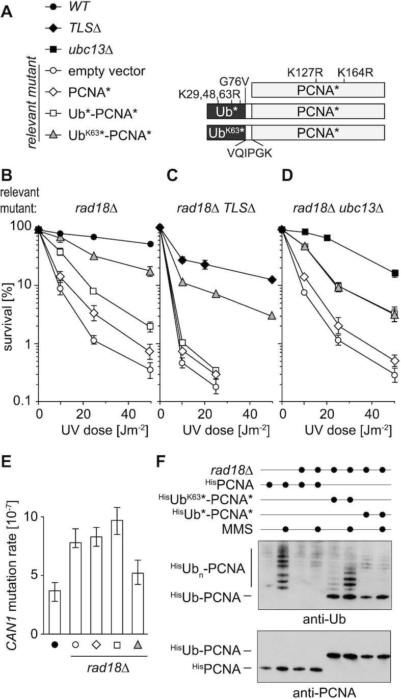 https://cdn.ncbi.nlm.nih.gov/pmc/blobs/1cb0/7102961/1d3e78eca9b4/gkaa053fig1.jpg