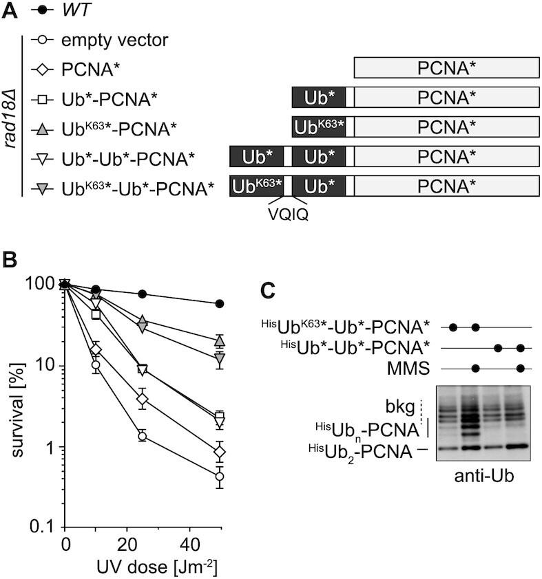 https://cdn.ncbi.nlm.nih.gov/pmc/blobs/1cb0/7102961/b09780f5079a/gkaa053fig4.jpg