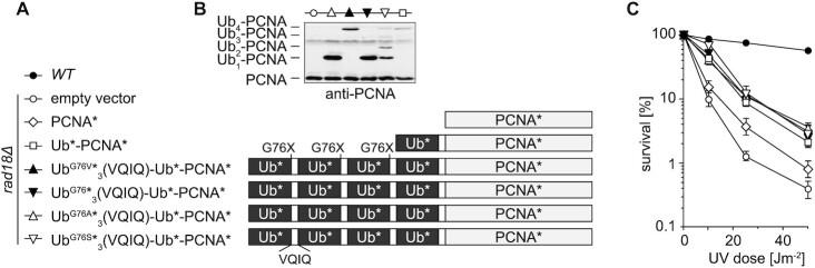 https://cdn.ncbi.nlm.nih.gov/pmc/blobs/1cb0/7102961/e4bf4d348d84/gkaa053fig5.jpg
