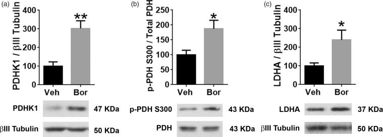 https://cdn.ncbi.nlm.nih.gov/pmc/blobs/1cb3/6452581/f7d3c7147433/10.1177_1744806919837429-fig2.jpg