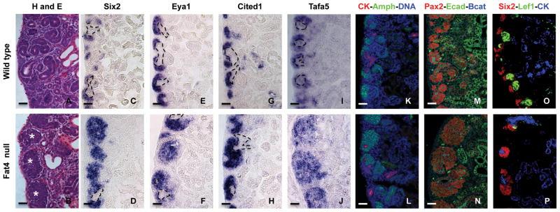 https://cdn.ncbi.nlm.nih.gov/pmc/blobs/1cb5/3891676/fe1e7b20eca4/nihms506836f6.jpg